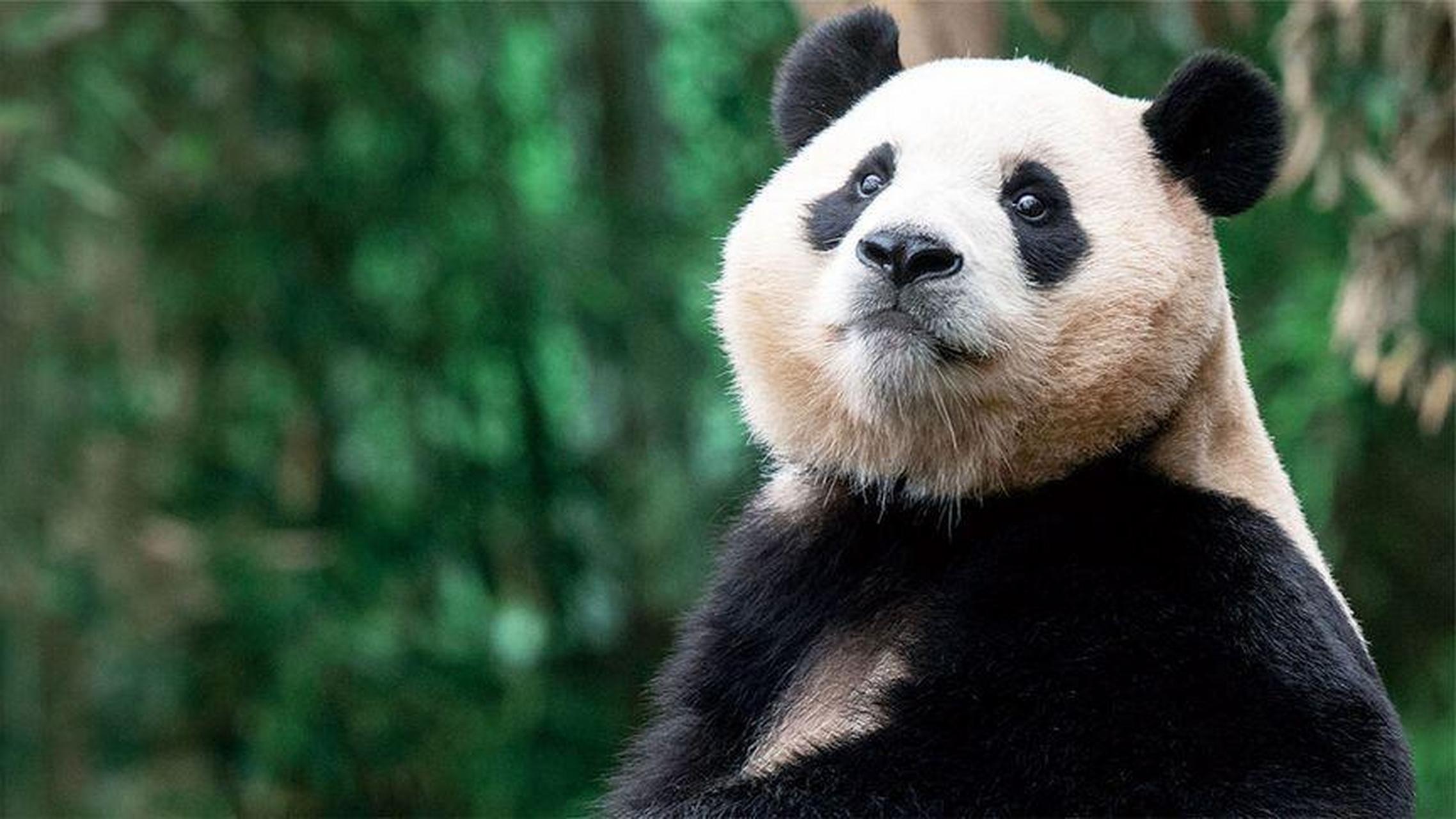 3月3日,是在韩出生的首只大熊猫"福宝"回国前的最后一个公众展出日.