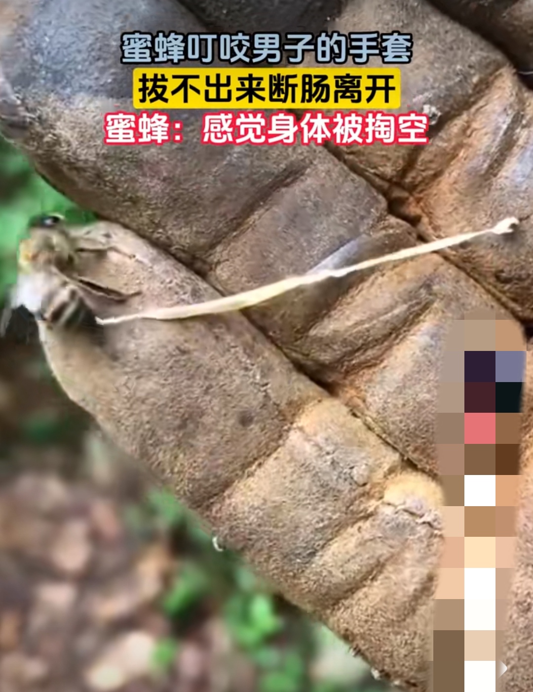 火烧蜜蜂视频(火烧猫咪原视频)