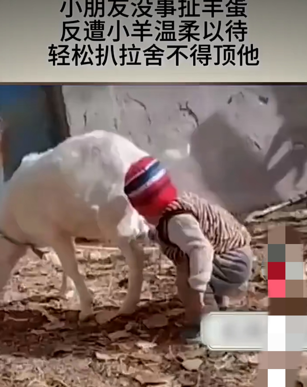 小朋友没事扯羊蛋反遭小羊温柔以待轻松扒拉舍不得