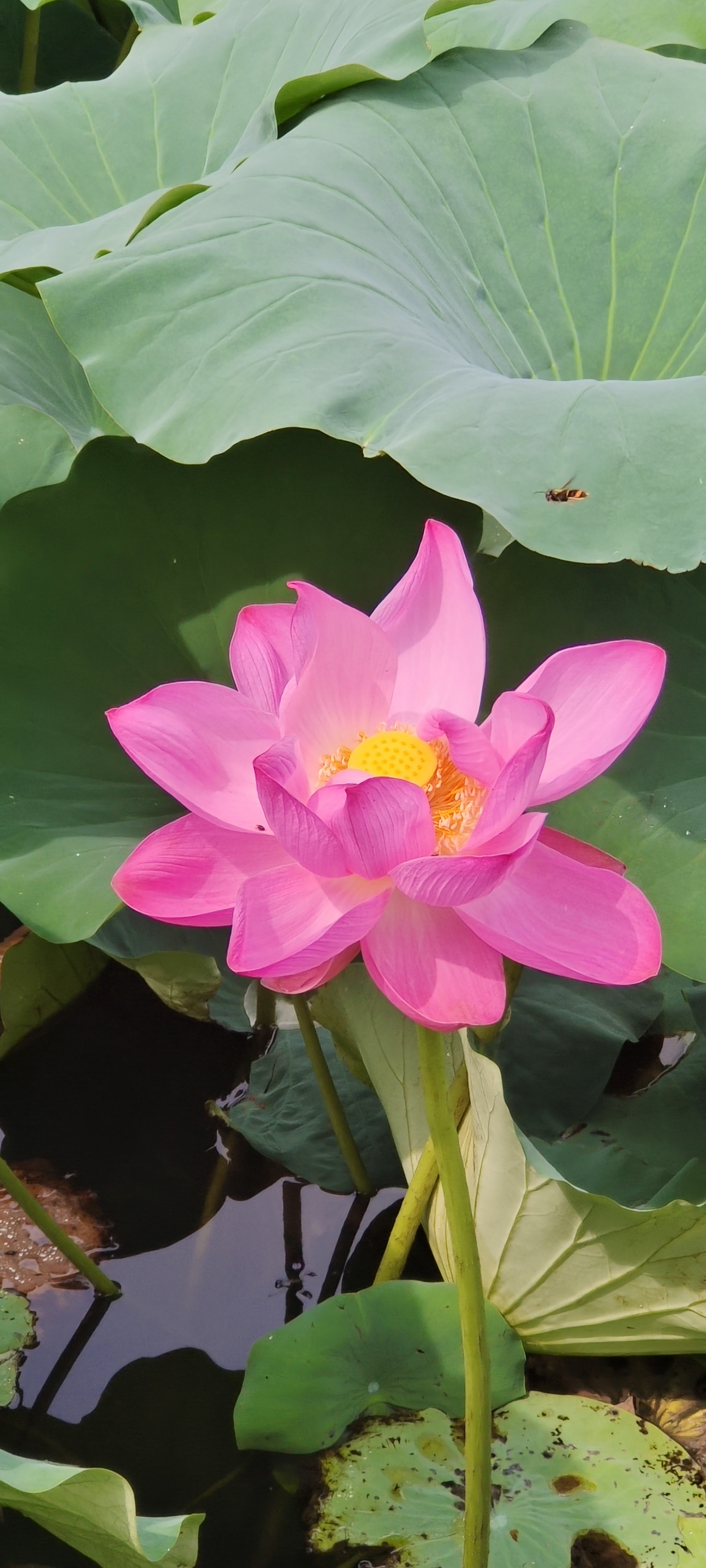 周末去哪儿玩#周末适合打卡南京玄武湖十里荷花栈道,盛夏时节玄武