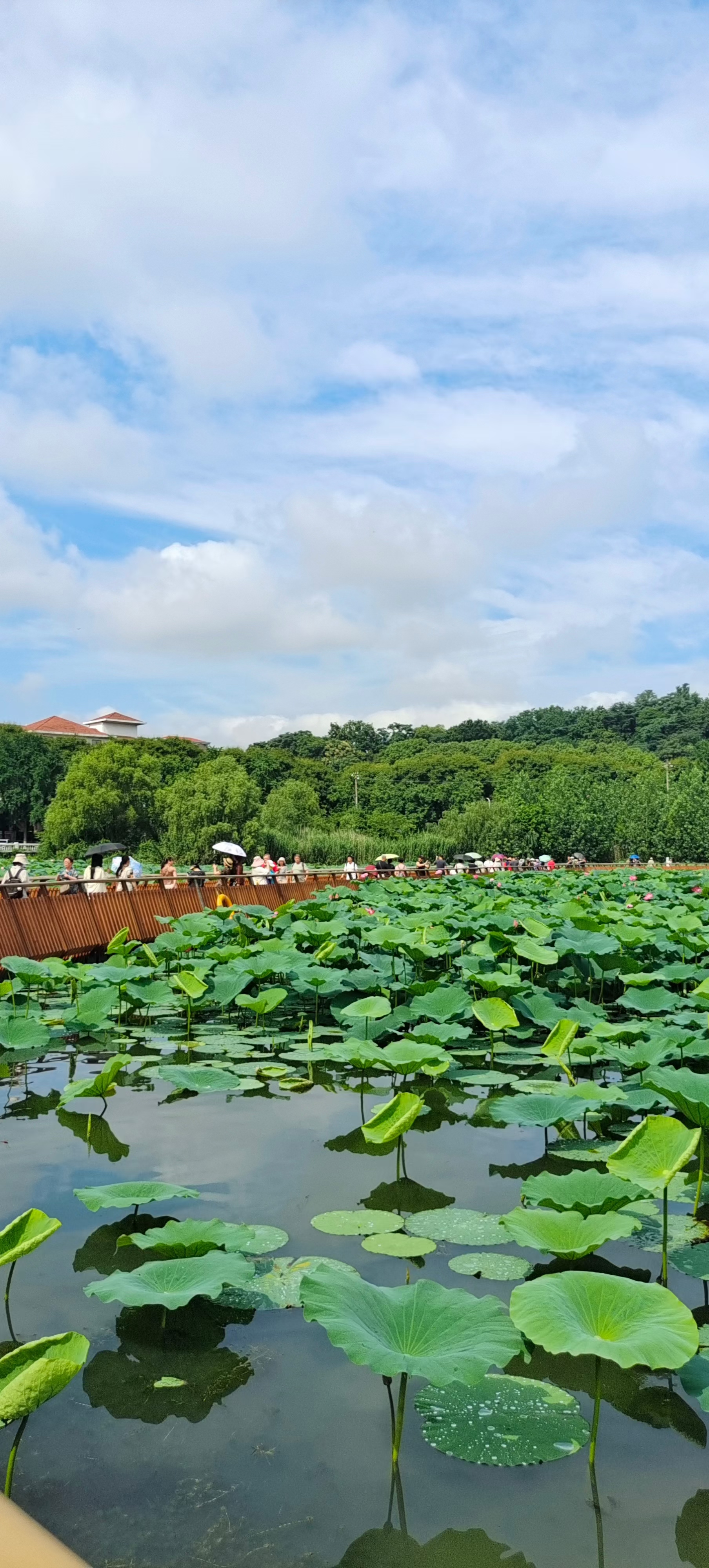 周末去哪儿玩#周末适合打卡南京玄武湖十里荷花栈道,盛夏时节玄武