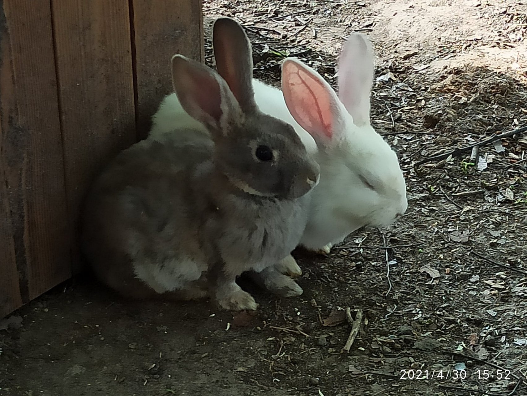 "雄兔脚扑朔,雌兔眼迷离,……"