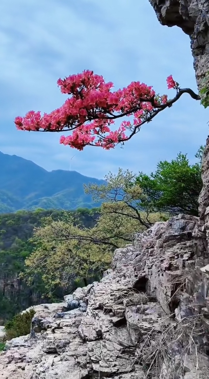 一枝独秀风景图片图片