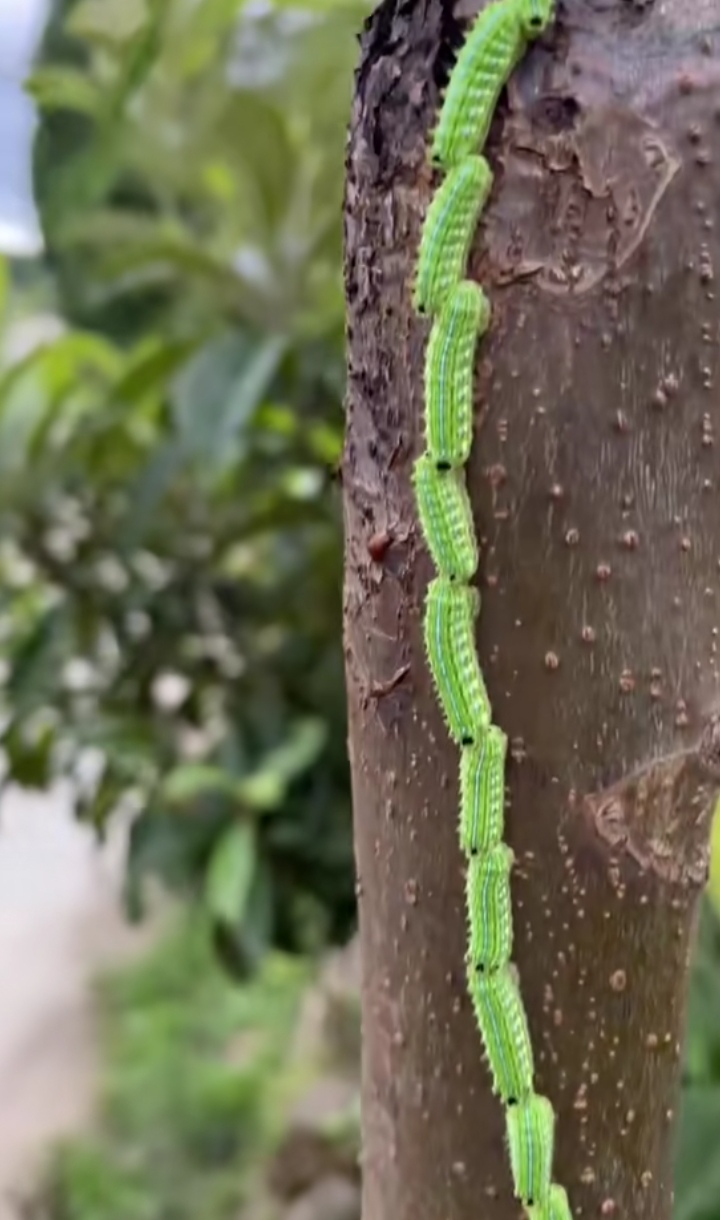 虫如其名的绿色毛毛虫,在树干上展现出它独特的生命力