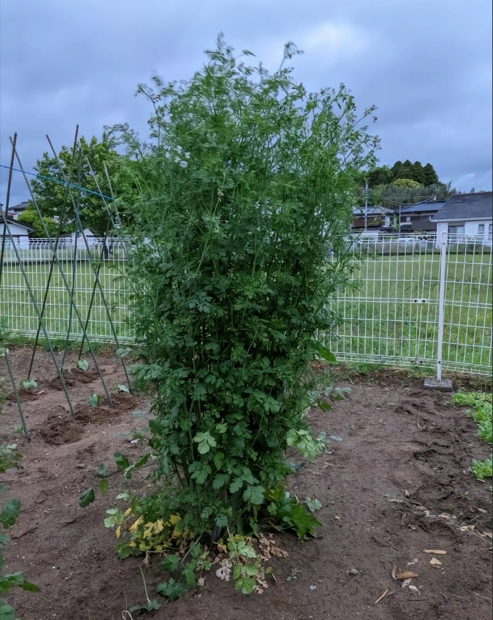 原来香菜树真的存在04