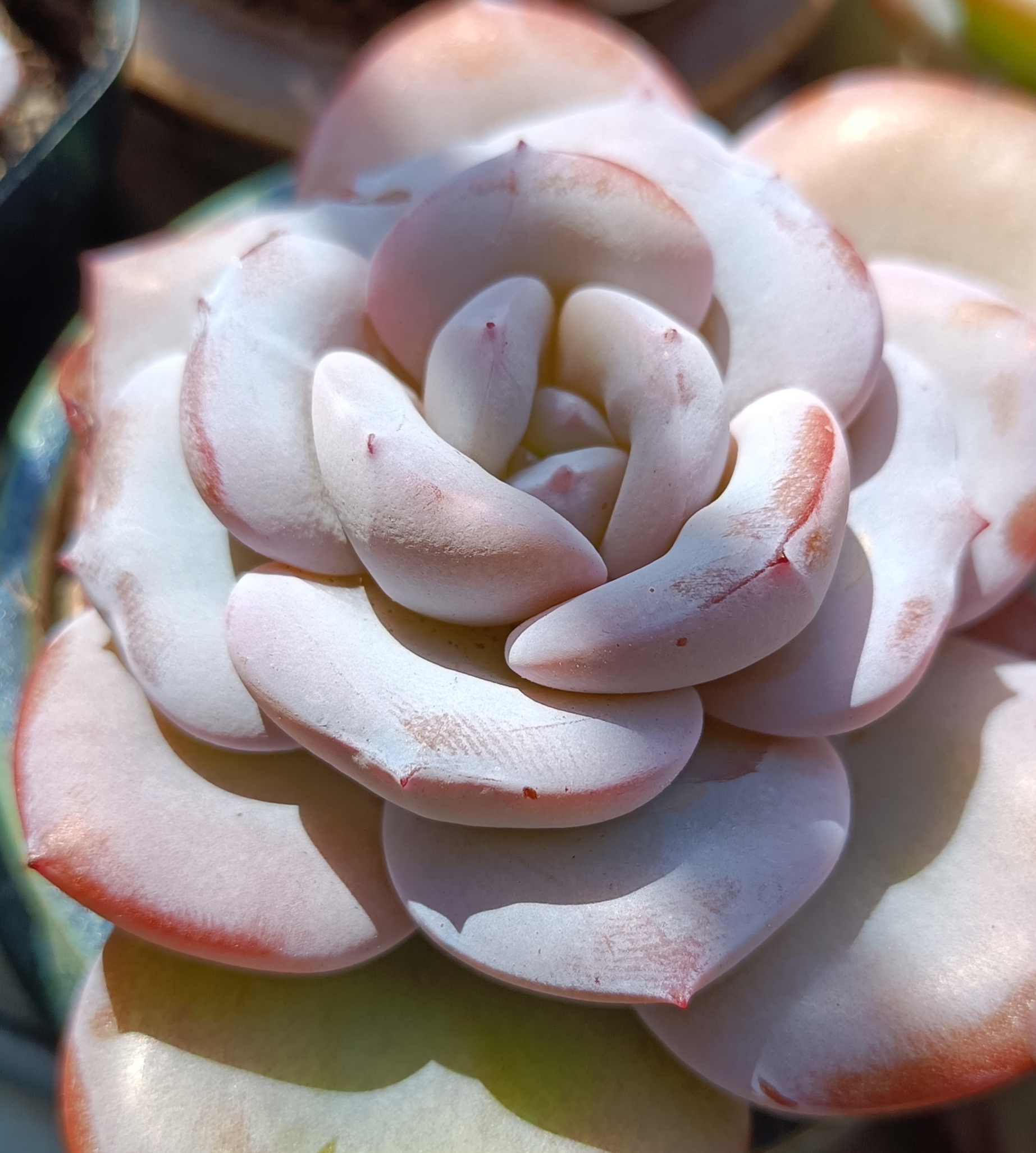 这颗奶茶多肉真是够胖的,粉嘟嘟,胖乎乎#多肉植物# #多肉联萌# #暮春