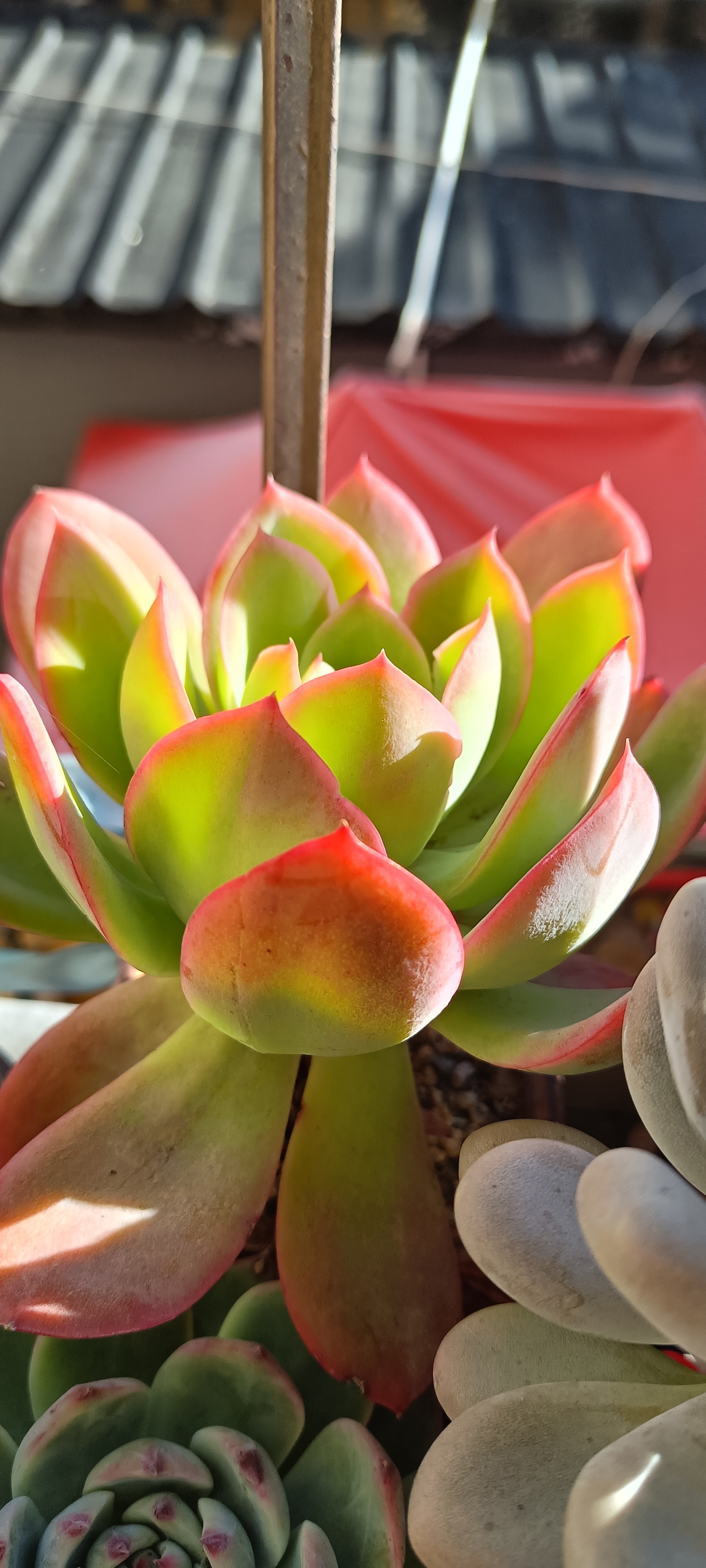 无美颜滤镜,阳光下的绮罗自带光芒,艳压群肉.