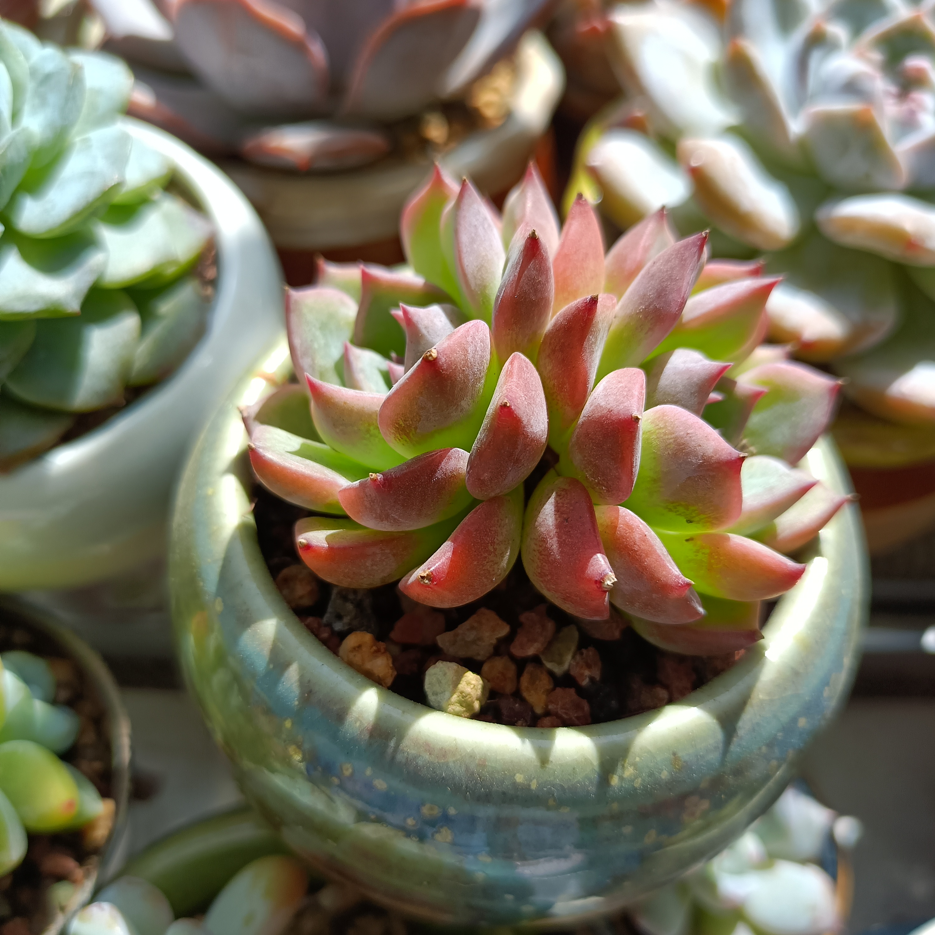 多肉卡洛琳很适合新手,不易徒长,不易褪色,不爱生病,尽管养护位置的