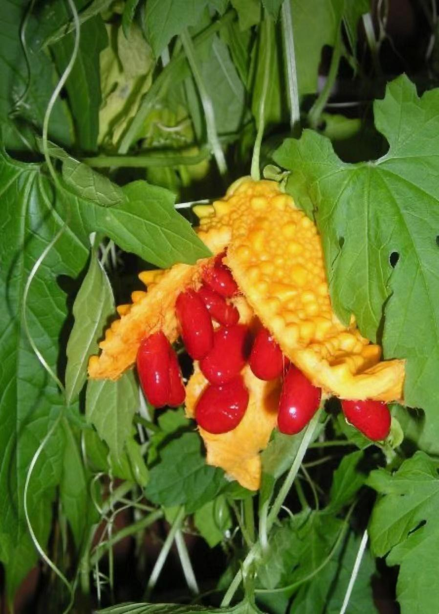 这黄绿红交织的小菜园,苦瓜挂满枝头,形状奇特又诱人