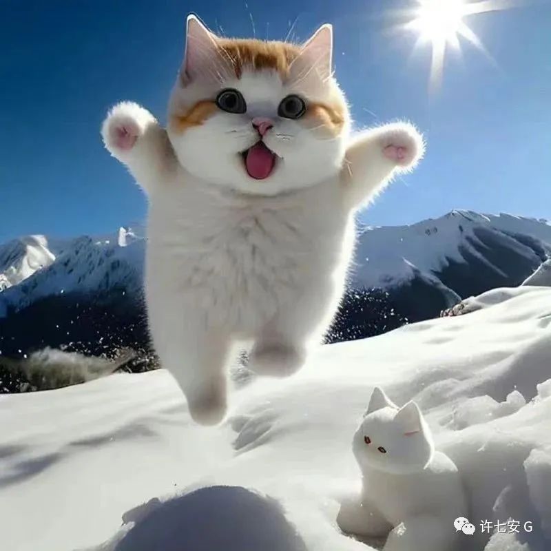 ❄️冬天的雪地里,一只白棕相间的猫咪正在欢快地跳跃.