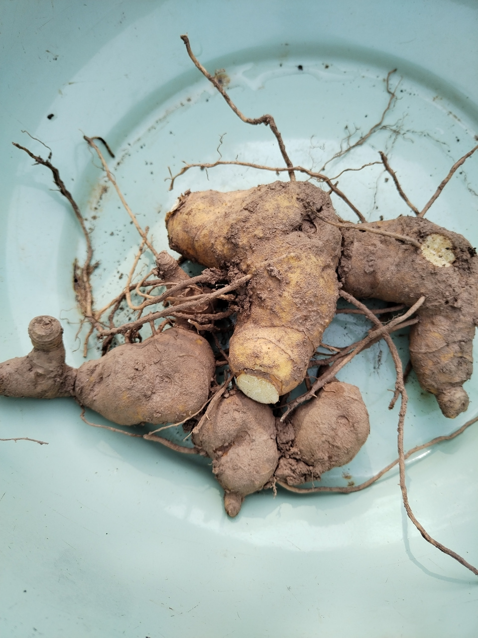 山坡上挖的,野生的老虎姜,有多少人吃过?