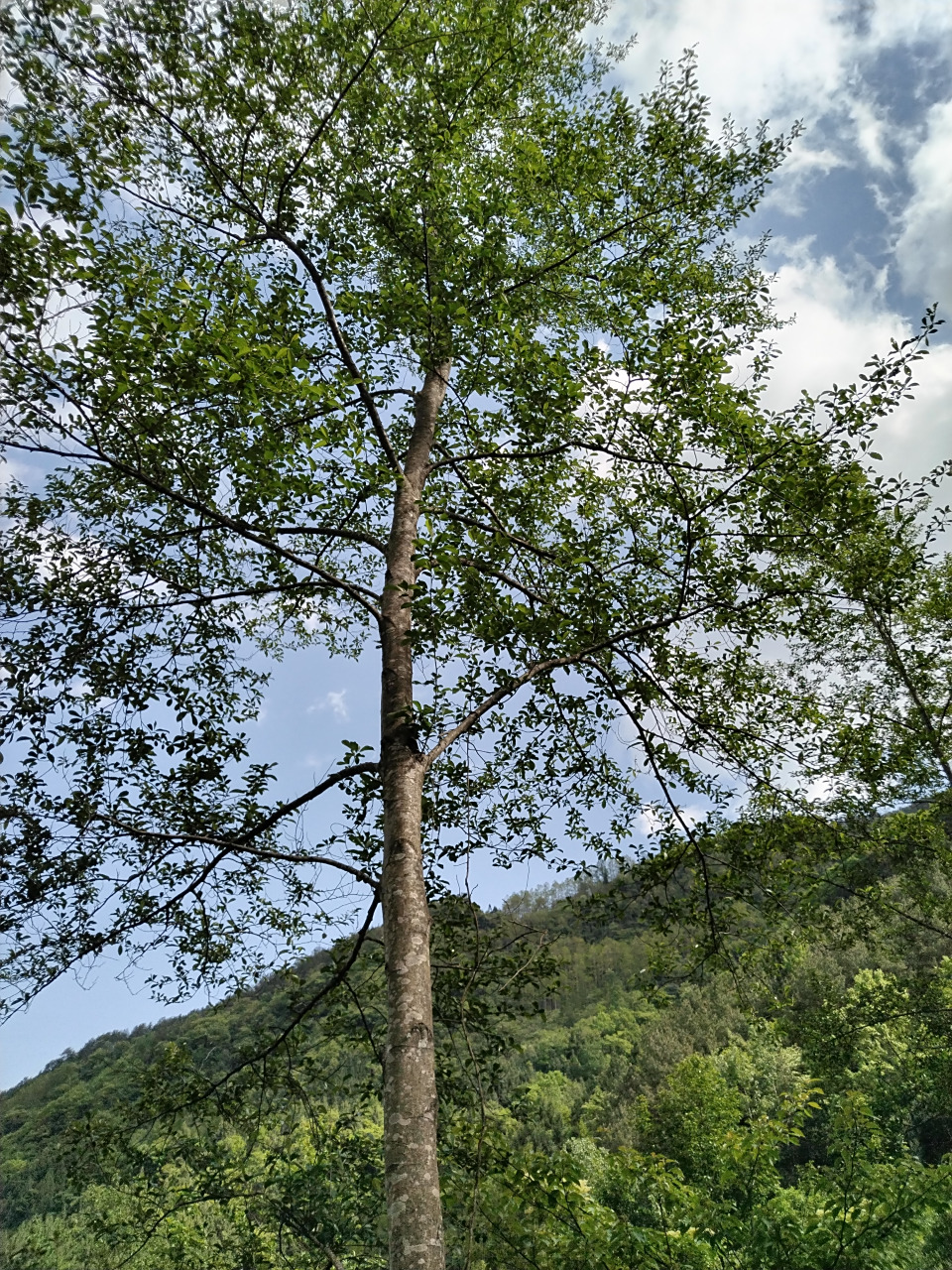 我们老家可能是八十年代末从外面引进的桤木树,繁殖能力真强,现在到处