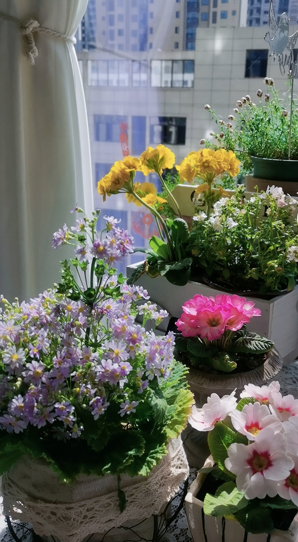 🌸🌼窗台花园,美丽与生机共存💐🌻