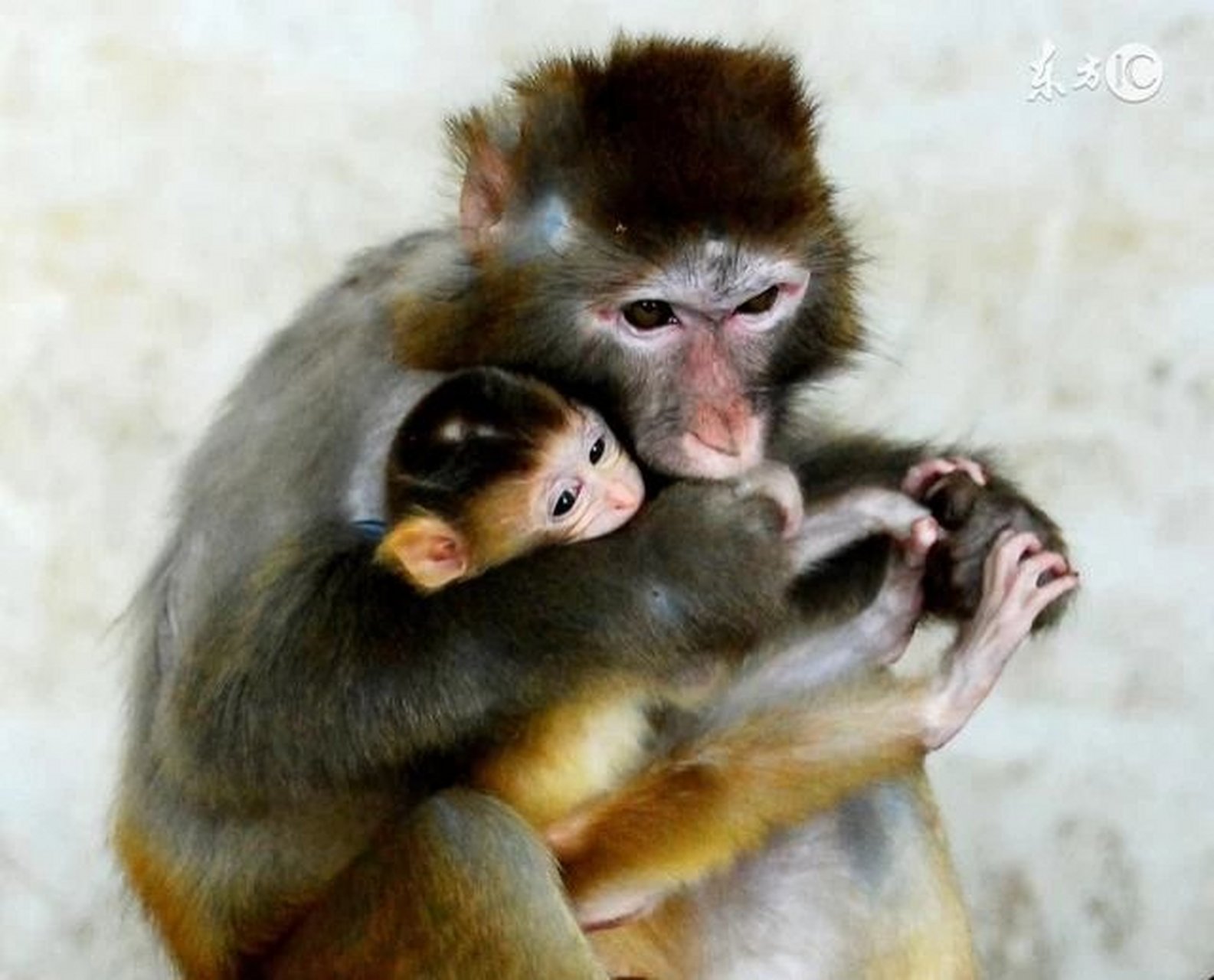 生肖猴  属猴的朋友,从2021年开始财路大开,赚钱的机会非常多.
