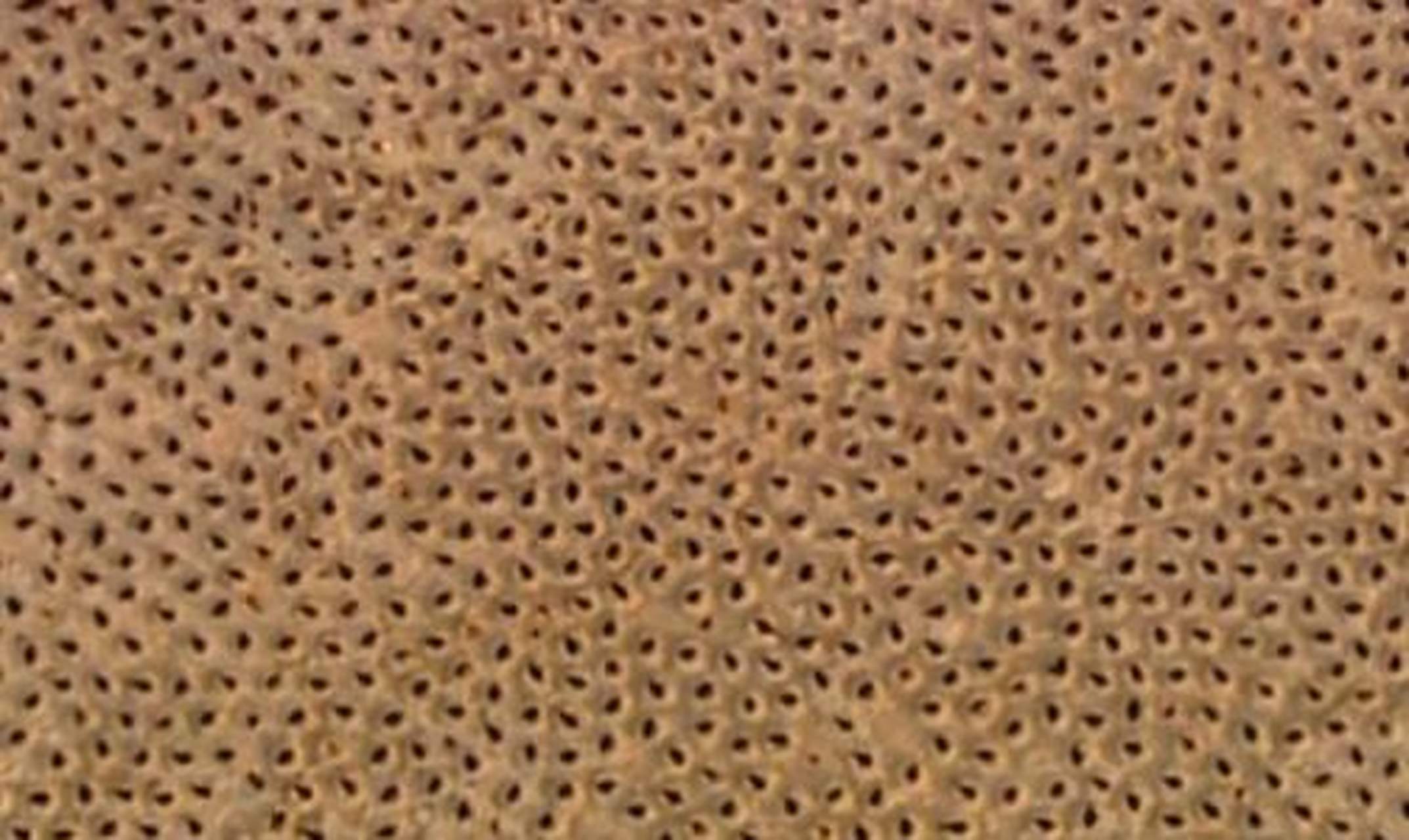 二宫格密集恐惧症看了很害怕的图!