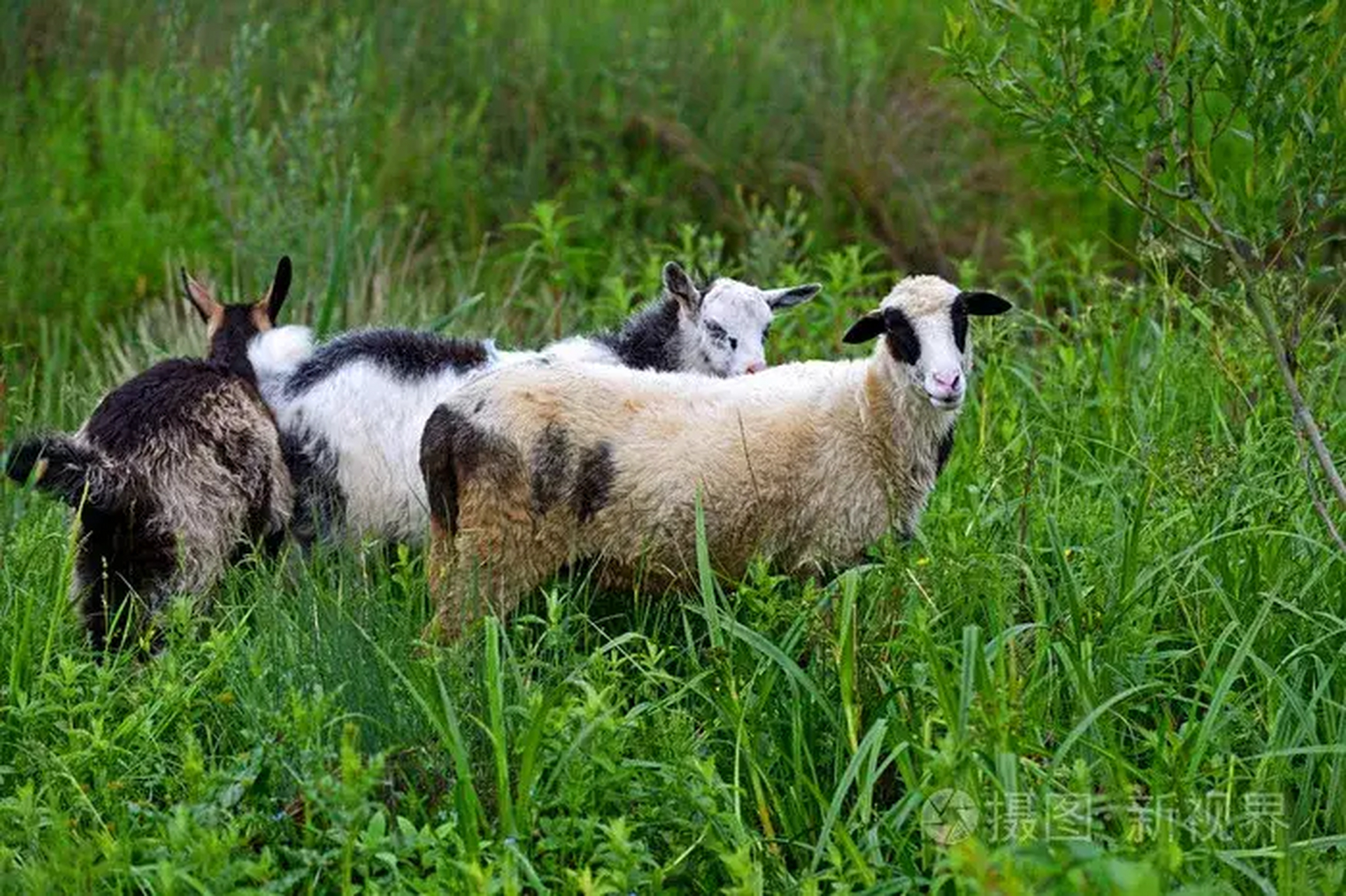 从前,一只山羊在山坡上吃草,那遍山的草啊,绿油油的,鲜嫩可口!