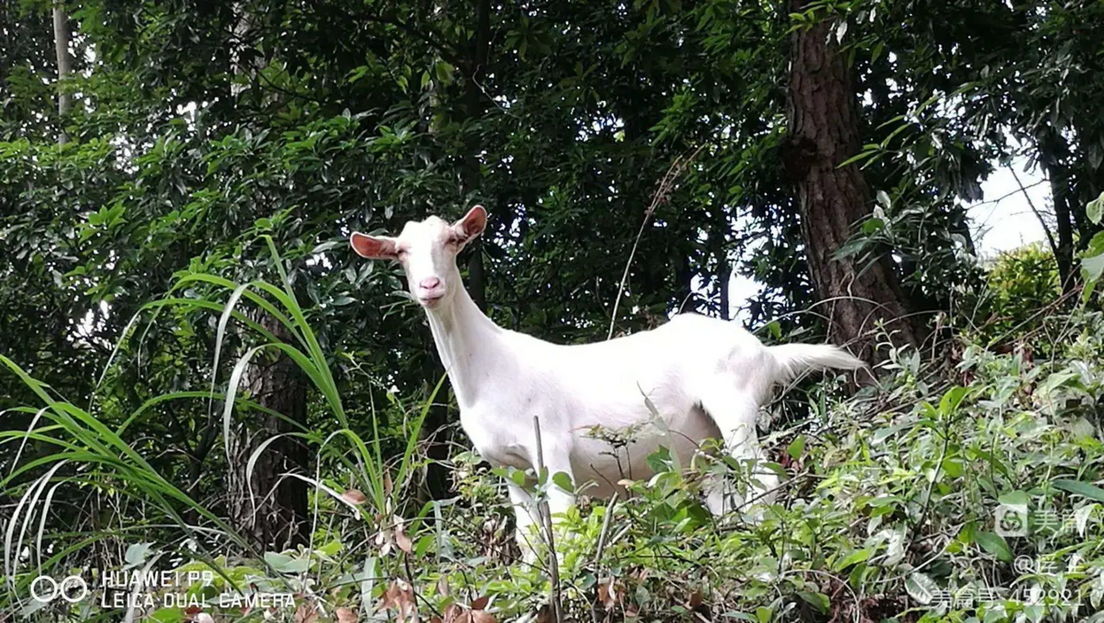 从前,一只山羊在山坡上吃草,那遍山的草啊,绿油油的,鲜嫩可口!