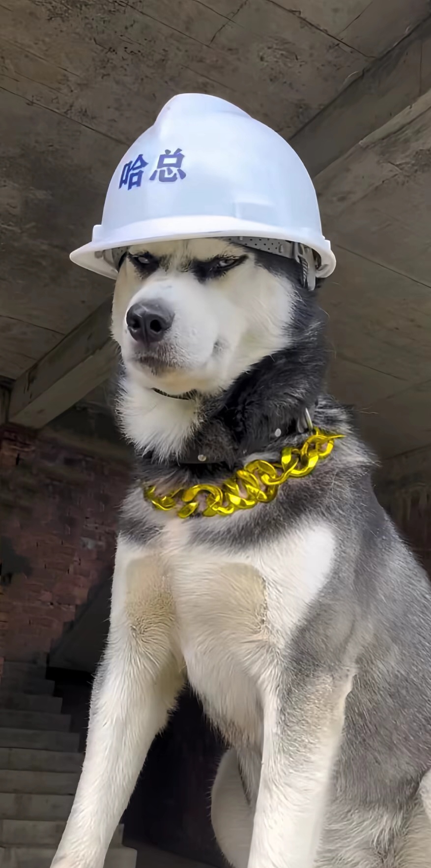 戴着安全帽的二哈,工地上的小小工头,监督工作从我做起!