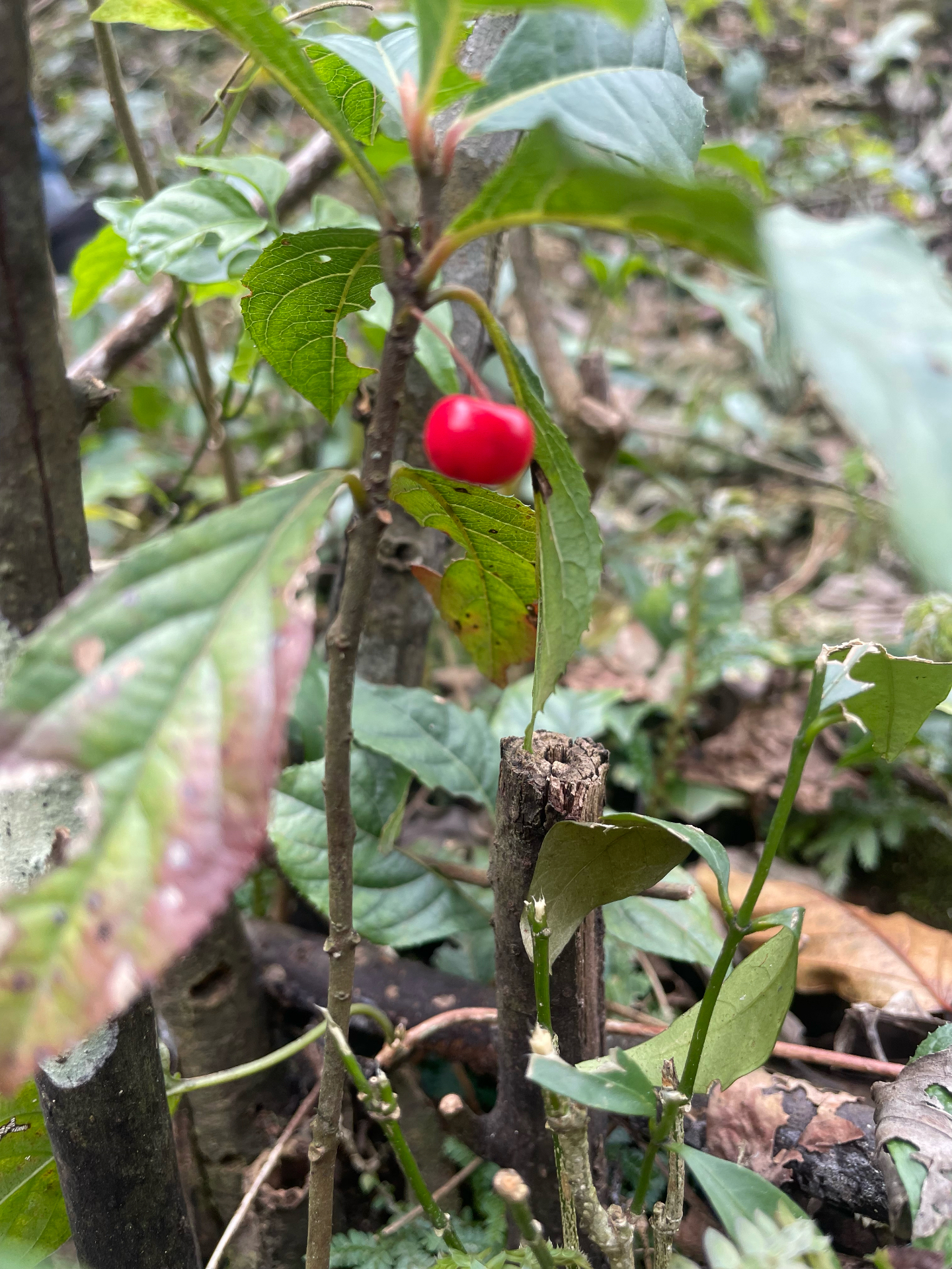 矮地茶图片