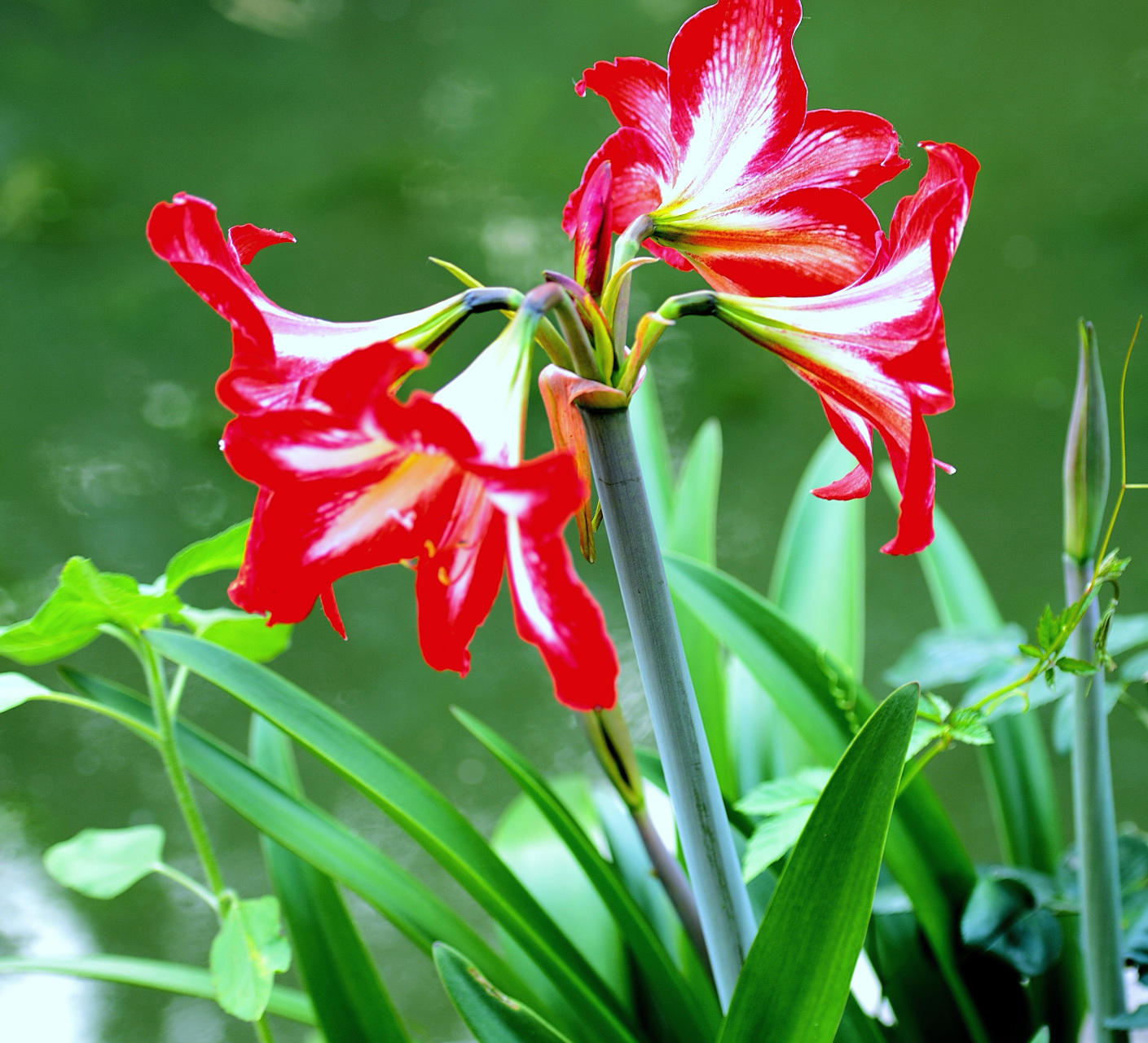 手机拍摄一组对兰图片