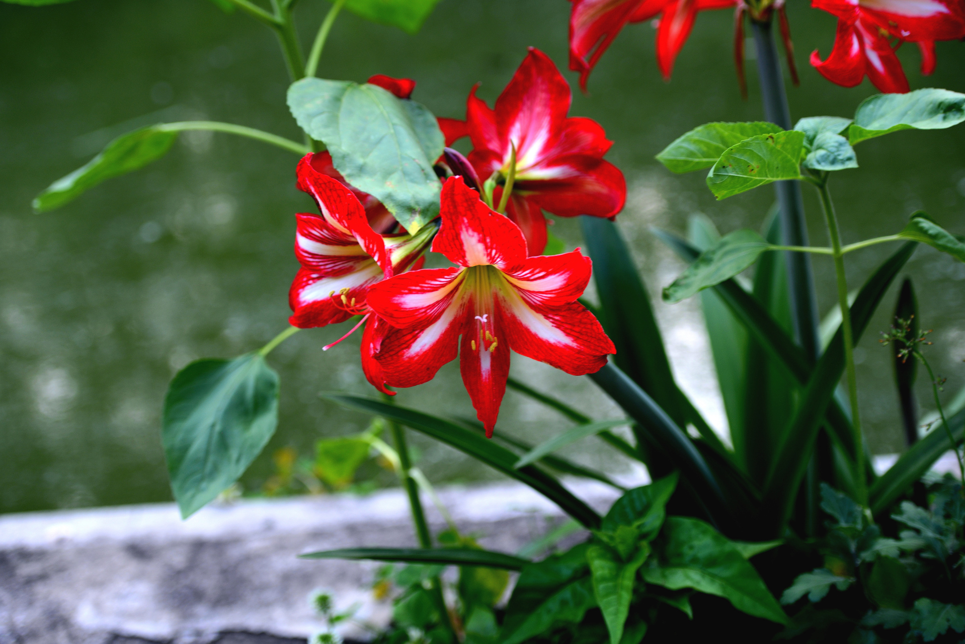 手机拍摄一组对兰图片