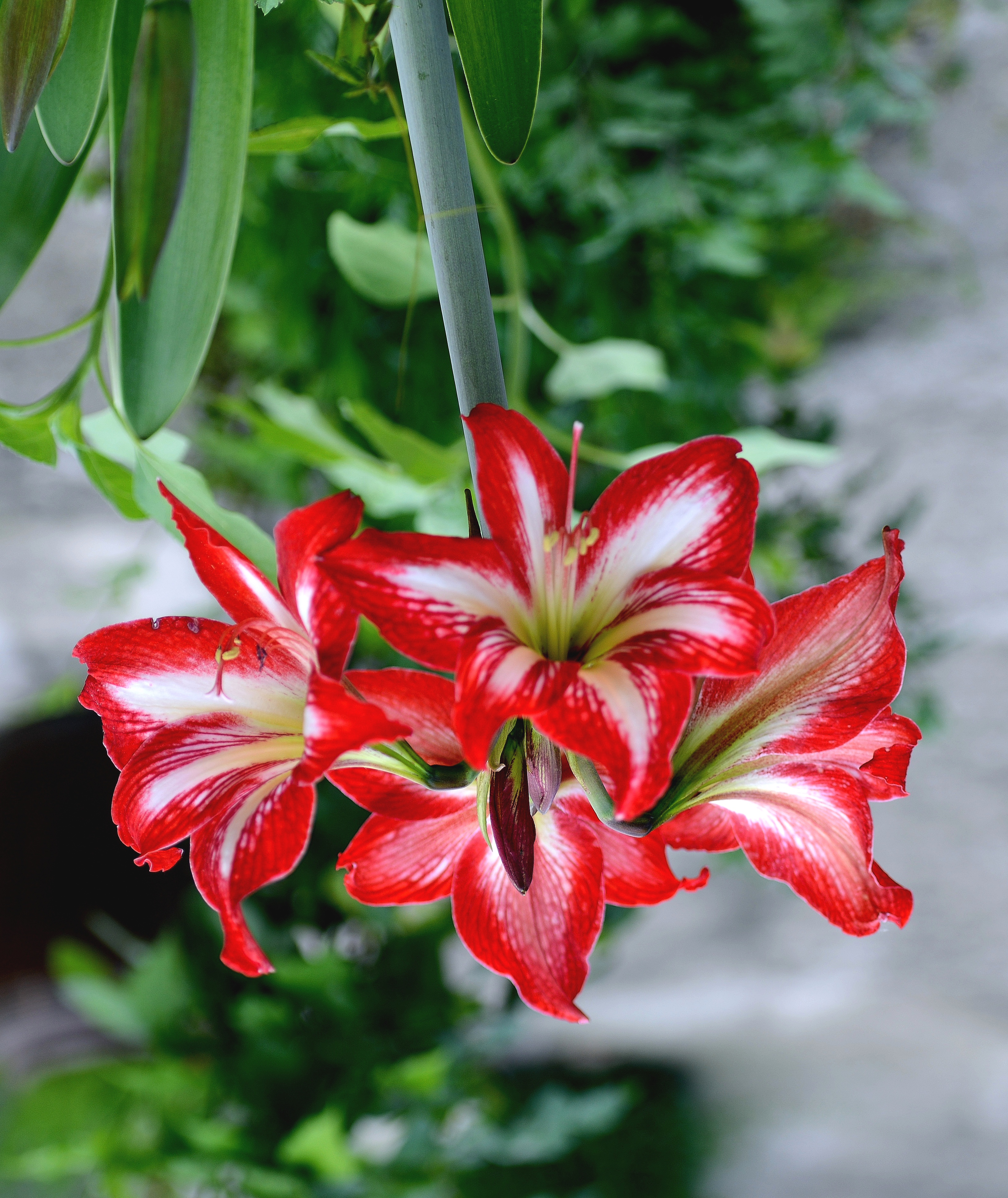 手机拍摄一组对兰图片