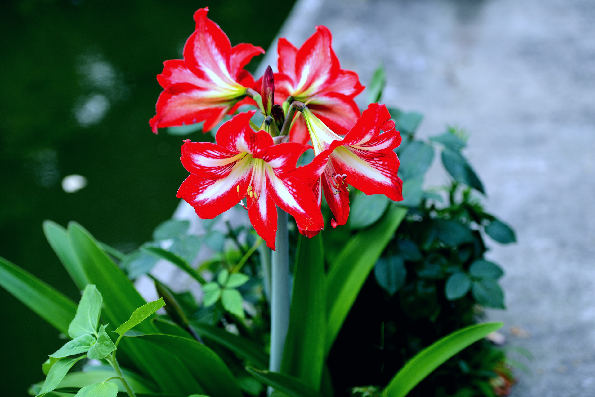 手机拍摄一组对兰图片