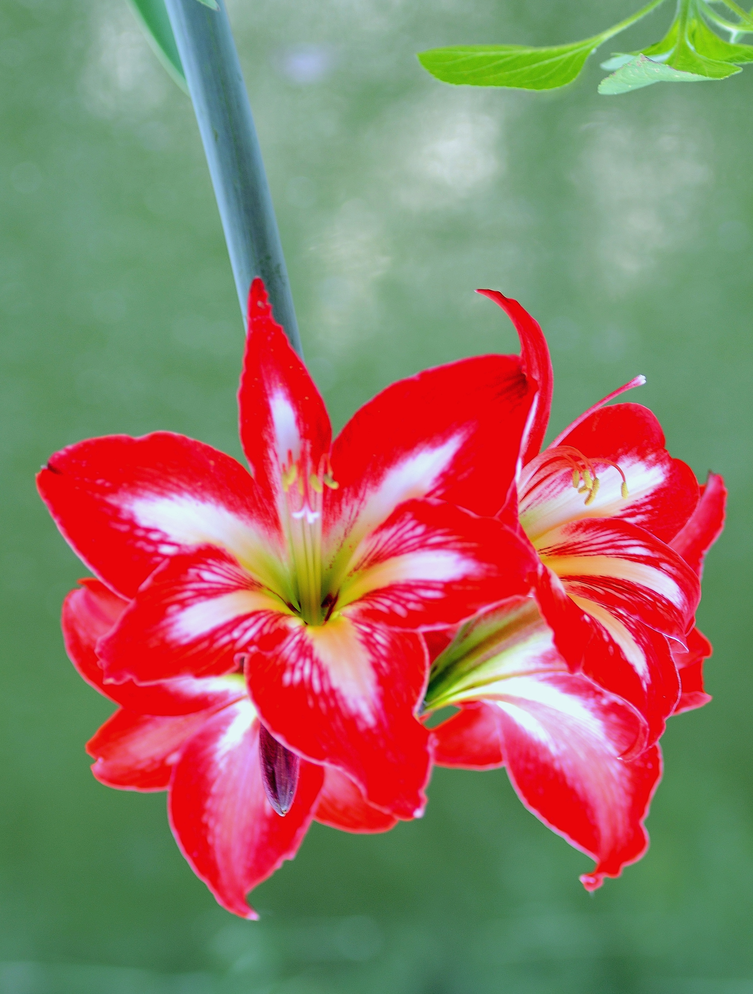 手机拍摄一组对兰图片