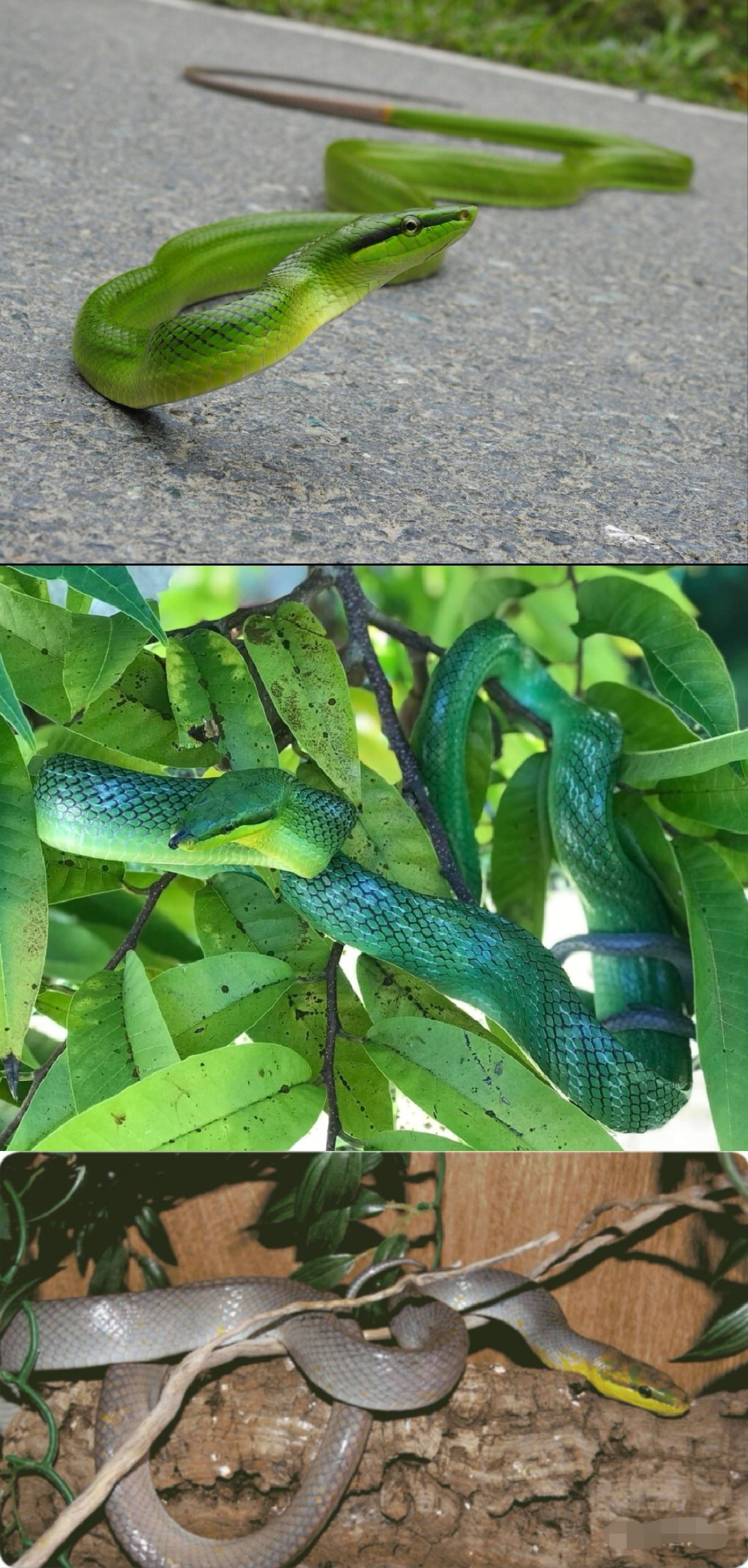 分类:游蛇科树栖锦蛇属 包含种类:8种 体长:可达2.