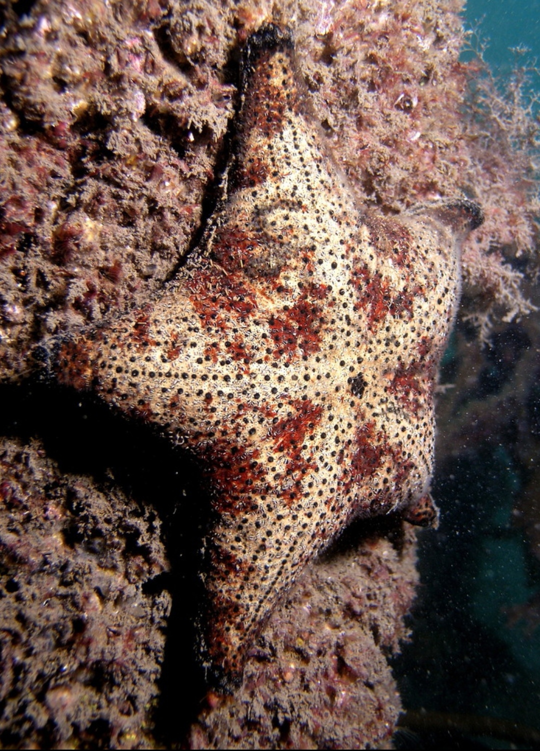 水动态:埃德蒙五角海星 埃德蒙五角海星