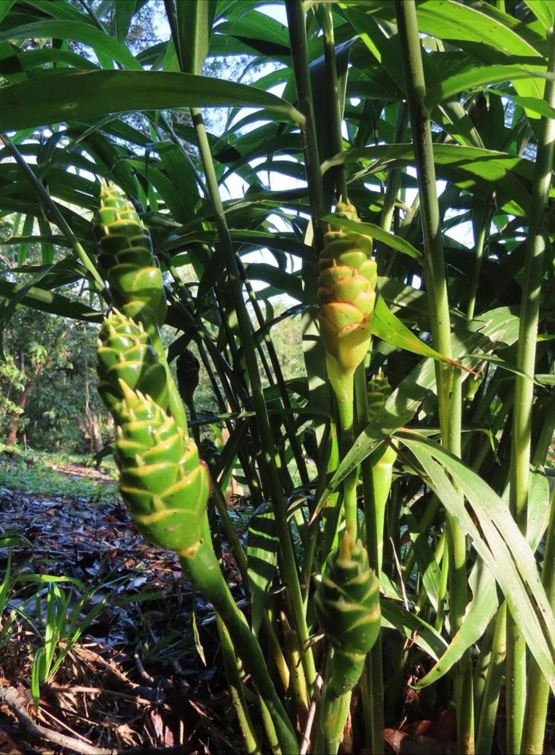 餐桌上"人人喊打"的植物:姜 中文正名:姜 学名:zingiber officinale