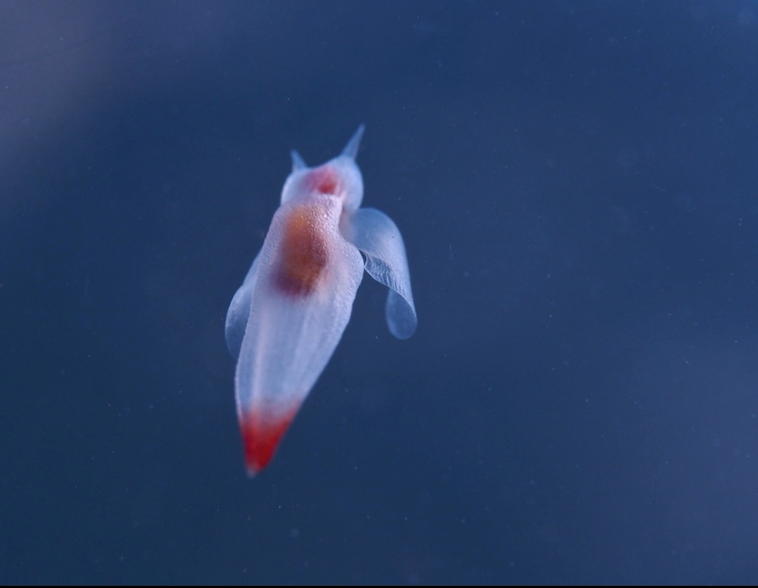 我们对所谓的"海蝴蝶"和"海天使"究竟了解多少?