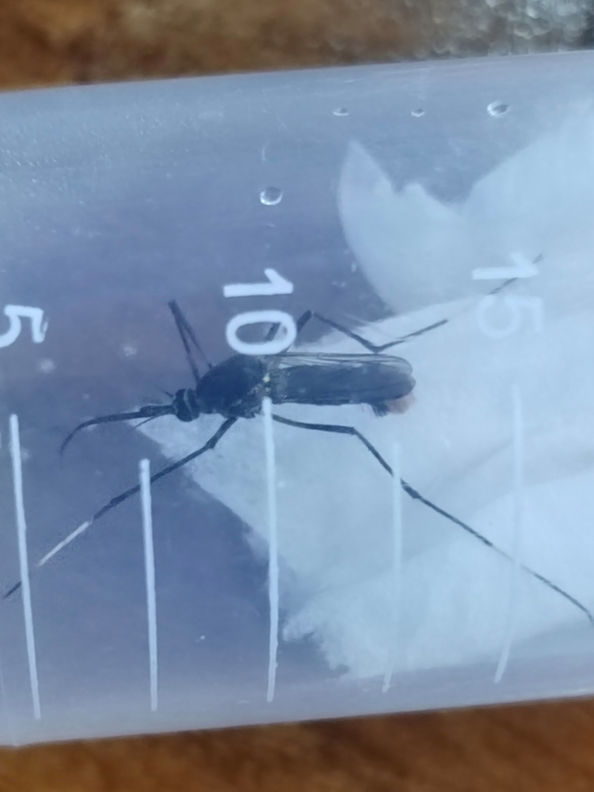 亚洲分布纬度最高的巨蚊:克氏巨蚊 中文正名:克氏巨蚊 学名:toxorhync