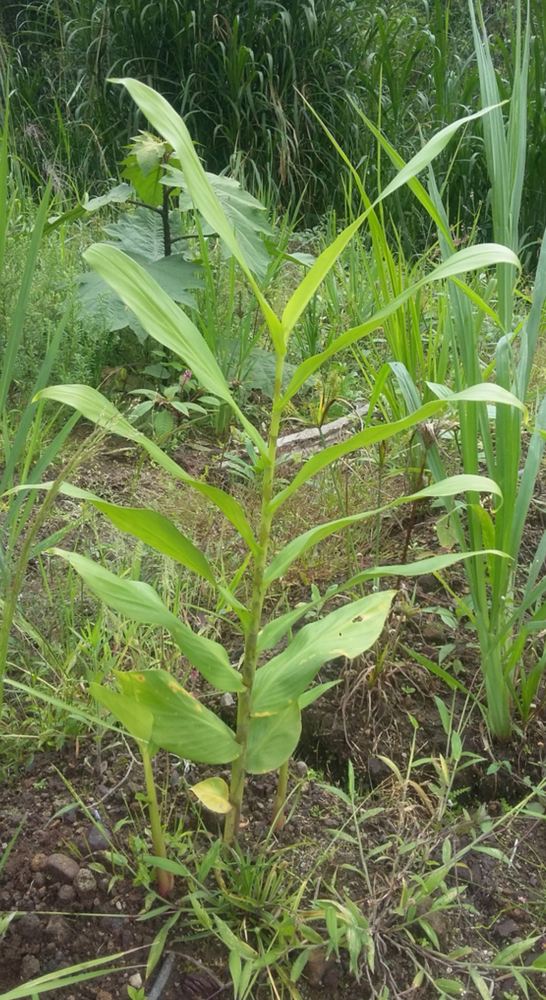 餐桌上人人喊打的植物 姜 中文正名 姜 学名 zingiber officinale