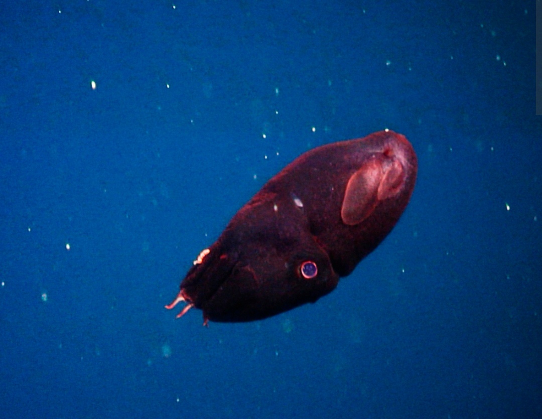 分类:幽灵蛸科幽灵蛸属 包含种类:2种 体长:可达28cm 寿命:10年 凡技