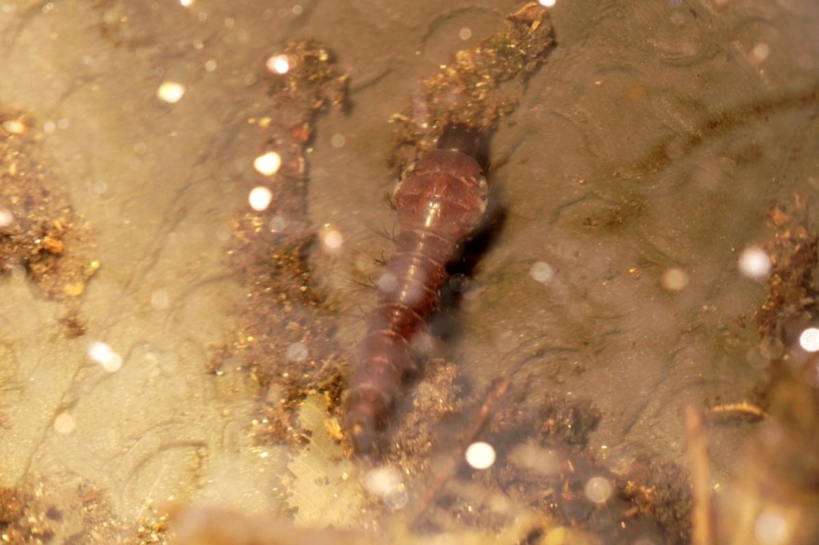 亚洲分布纬度最高的巨蚊:克氏巨蚊 中文正名:克氏巨蚊 学名:toxorhync