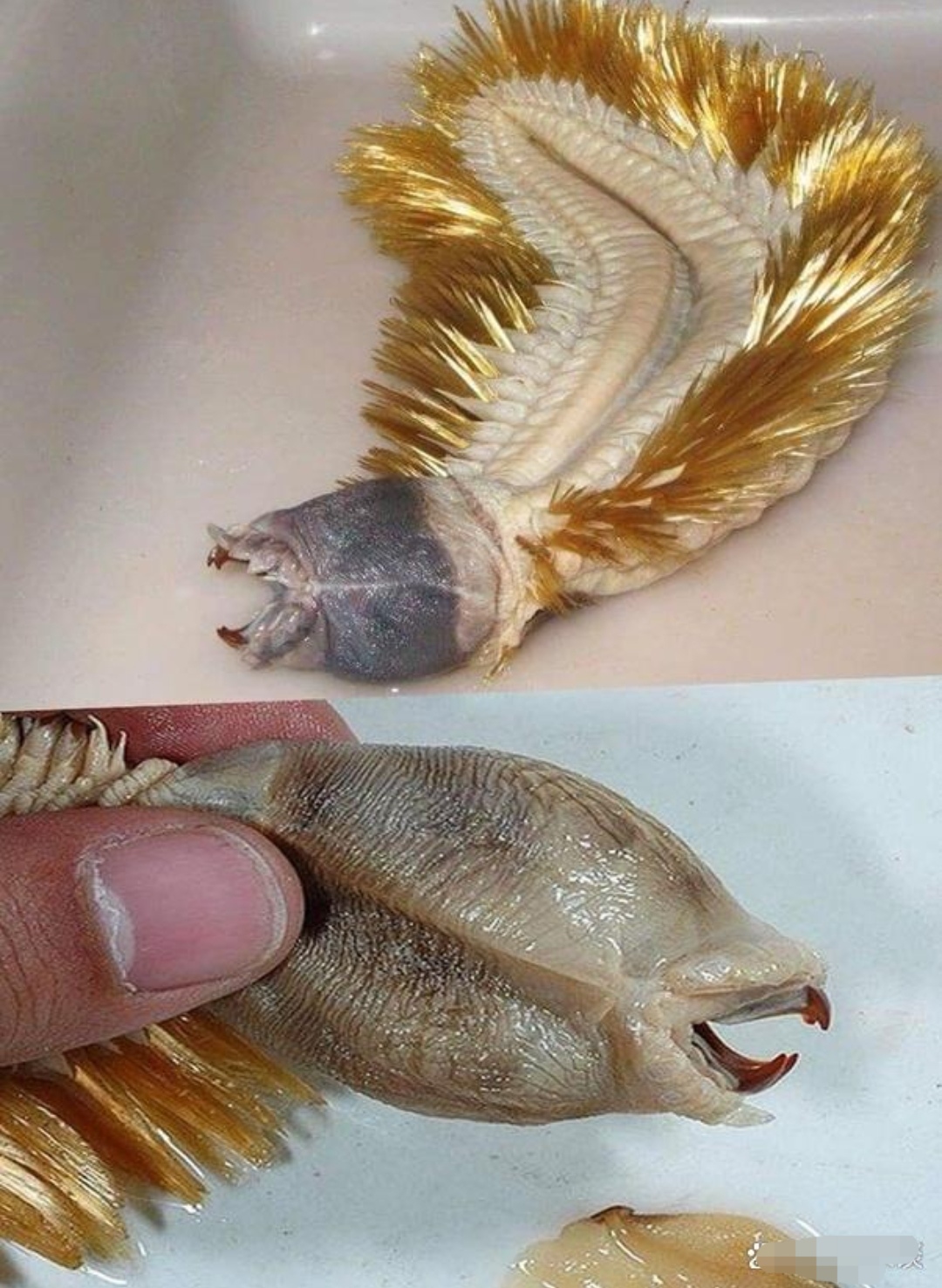 :巨型海鳞虫 中文正名:巨型海鳞虫