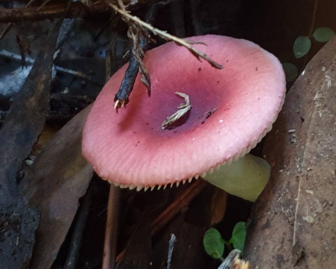 玫瑰红菇:颜色鲜艳照样可以成为食用菇!