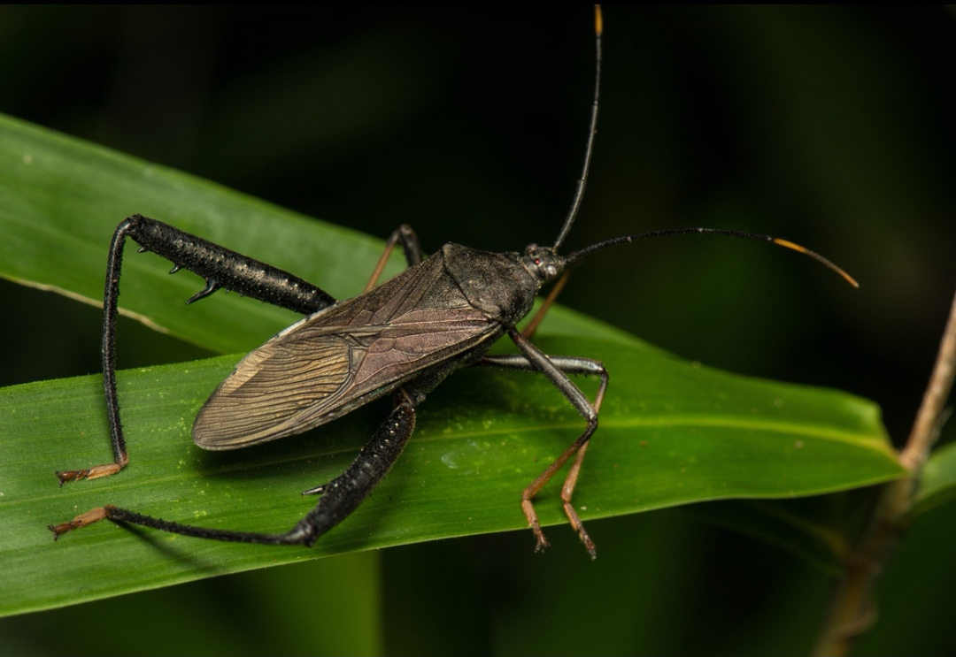 同属亲戚:17种 分类:缘蝽科竹缘蝽属 体长:可达2.