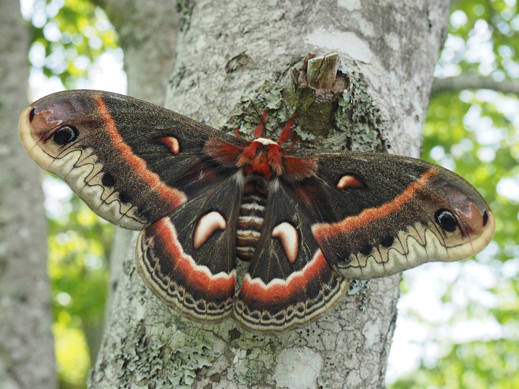 中文正名:刻克罗普斯蚕蛾 学名:hyalophora cecropia 分类:天蚕蛾科