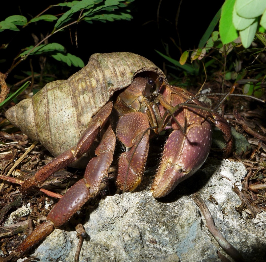 唯一成年后不能下海的寄居蟹:陆寄居蟹 中文正名:陆寄居蟹 学名:coeno