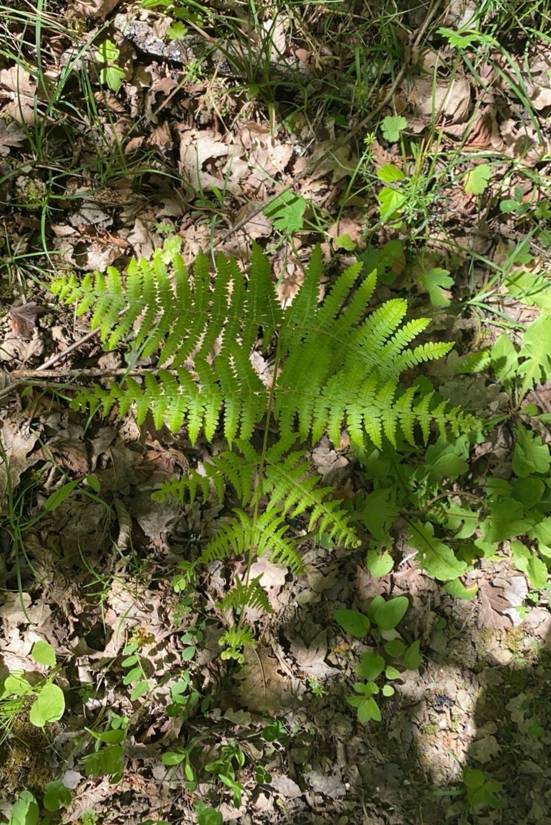 分布最广的蕨类植物:欧洲蕨 中文正名:欧洲蕨 学名:pteridium aqui