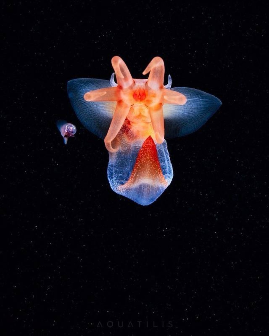 我们对所谓的"海蝴蝶"和"海天使"究竟了解多少?