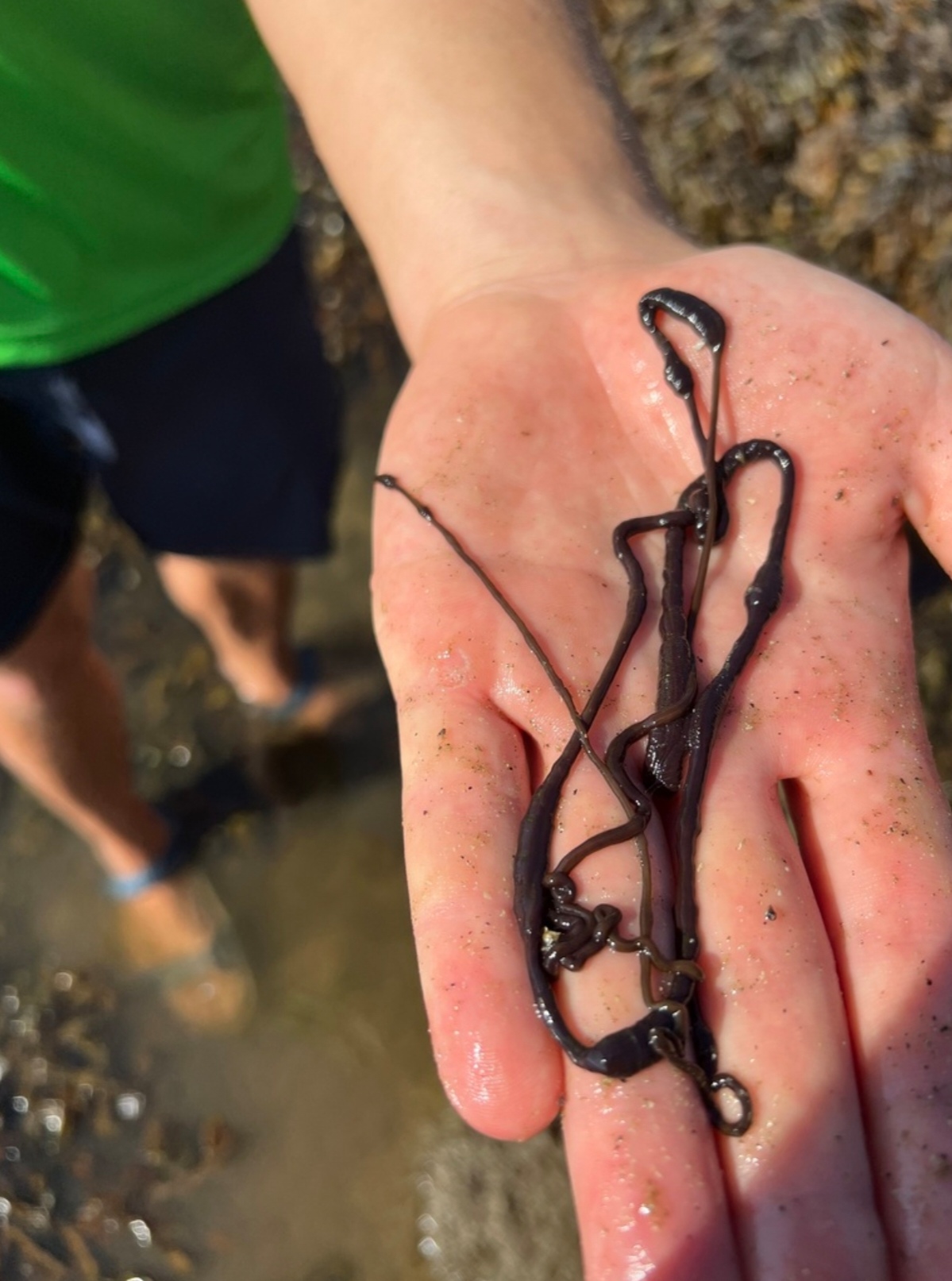我是最长的动物不假,但我真的不生活在南极 中文正名:巨纵沟纽虫 学名