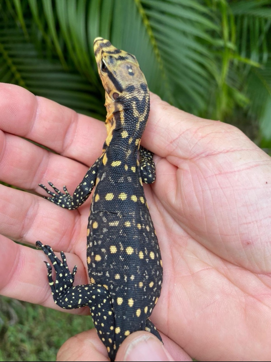 物种档案:棉兰老岛金头泽巨蜥 中文正名:棉兰老岛金头泽巨蜥 学名