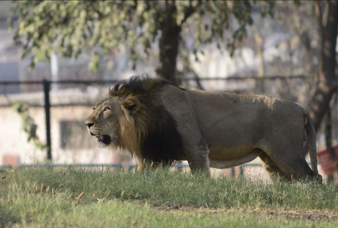 以色列# #野生动物#  狮子:狮子在该地区消失得很早,在10～12世际时