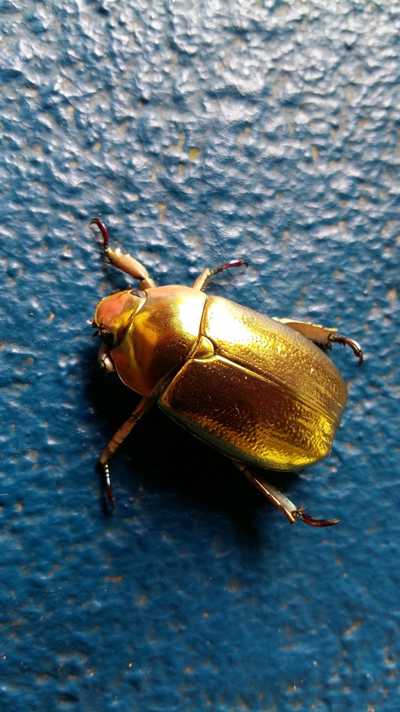 媳κ卓浅 金龟子图片宝石金龟子宝石甲虫金龟子银甲虫纯金龟子