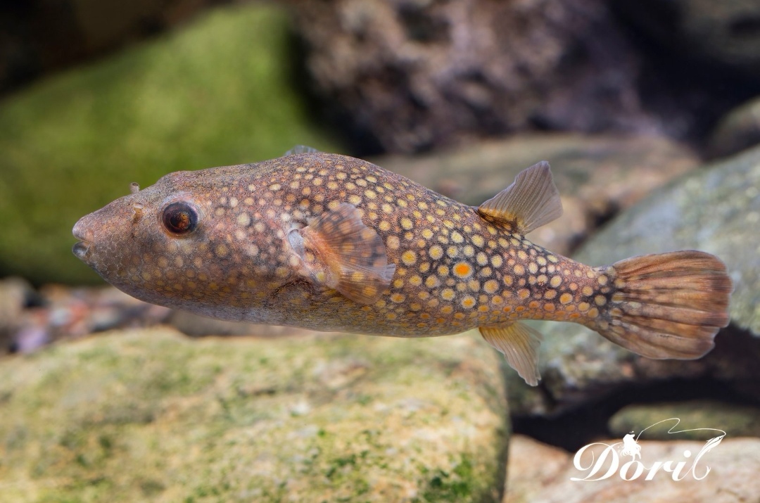 的纯淡水河豚:斑腰泡鲀 中文正名:斑腰泡鲀 学名:pao leiurus 分类:鲀