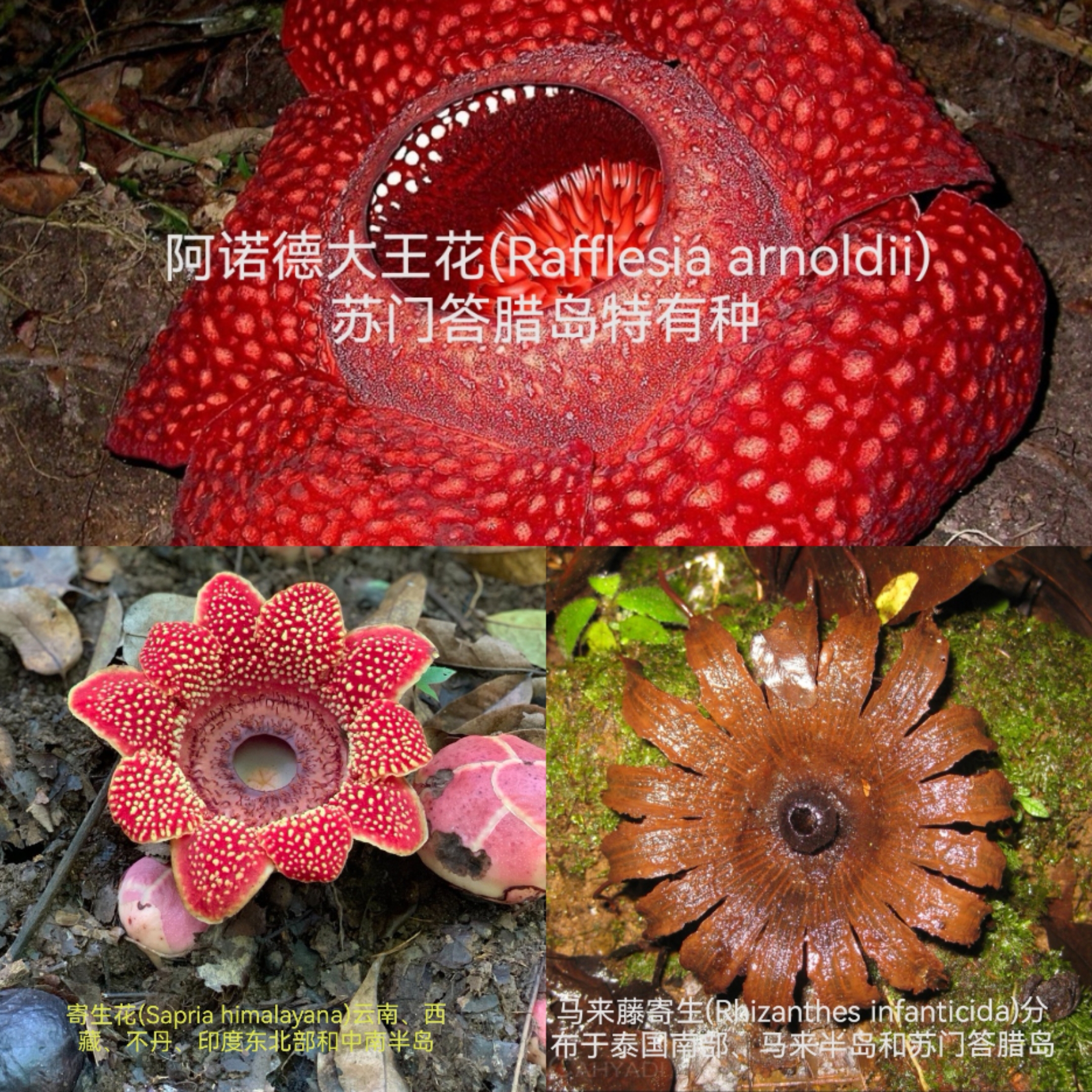 寄生植物是对12目27科292属至少4951种植物的统称,约占现生植物的10