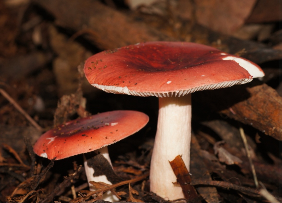玫瑰红菇:颜色鲜艳照样可以成为食用菇!